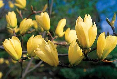 Magnolia' Butterflies