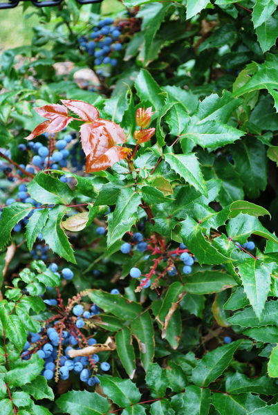 Mahonia' Oregon Grape