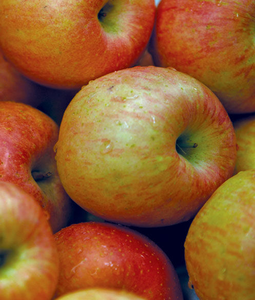 Malus' Battleford Apple Tree