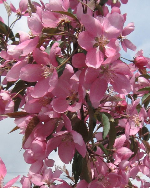 Malus' Makimuk Flowering Crabapple Tree