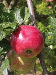 Malus' Red Sparkle Apple Tree