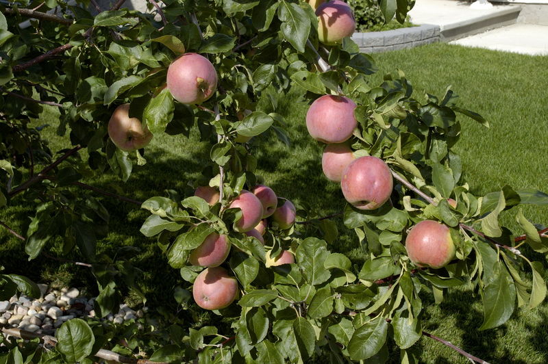 Malus' September Ruby Apple Tree