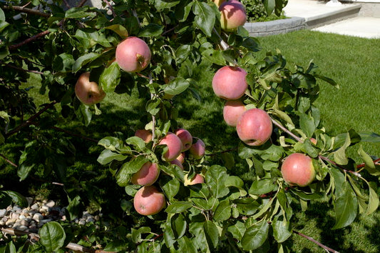 Malus' September Ruby Apple Tree