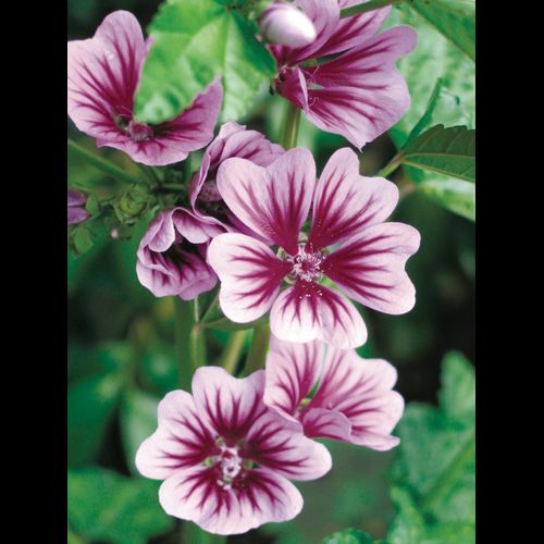 Malva' Zebra Mallow