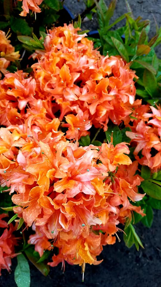 Rhododendron' Mandarin Lights Azalea