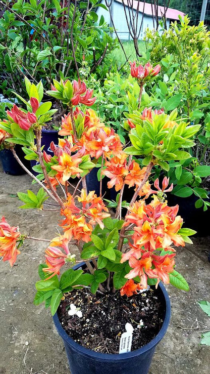 Rhododendron' Mandarin Lights Azalea