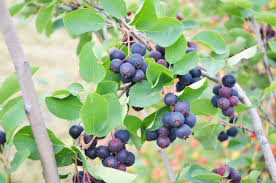 Amelanchier' Martin Saskatoon