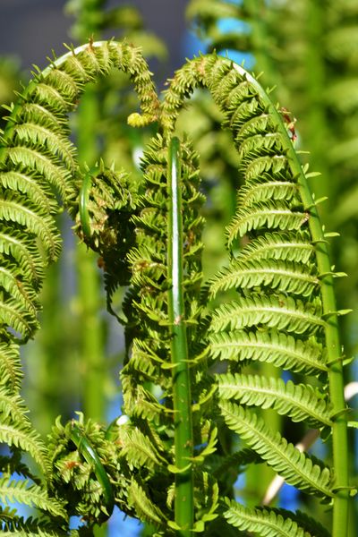 Matteuccia' Ostrich Fern