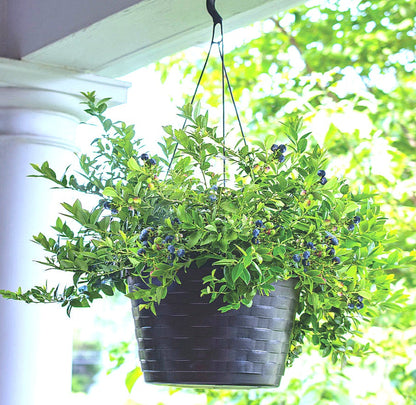 Vaccinium' Sapphire Cascade Hanging Basket Everbearing Blueberry (8-10" Hanging Basket)