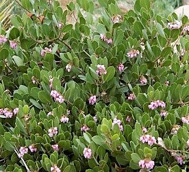 Arctostaphylos' Mock Bearberry Manzanita