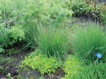 Molinia' Moor Grass