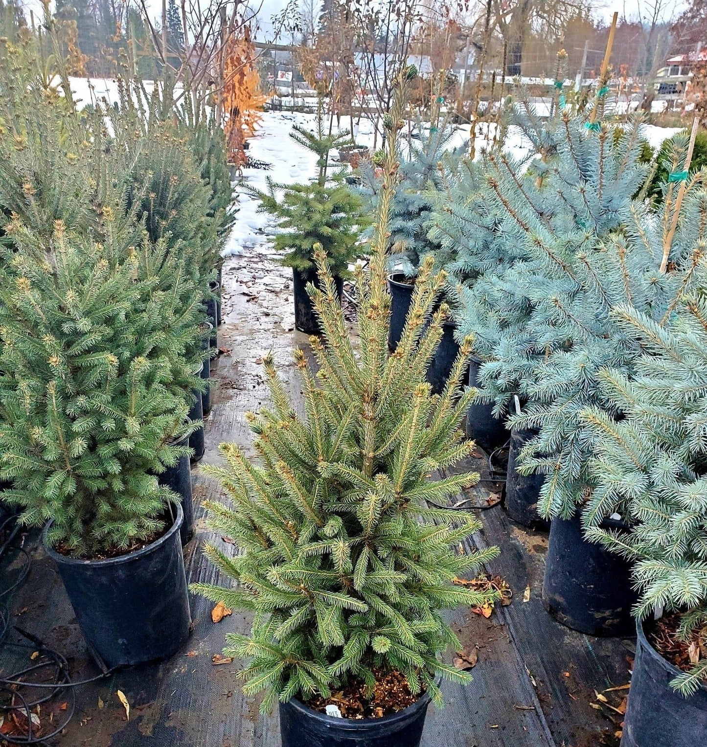 Pieca' Montrose Charm Spruce Tree