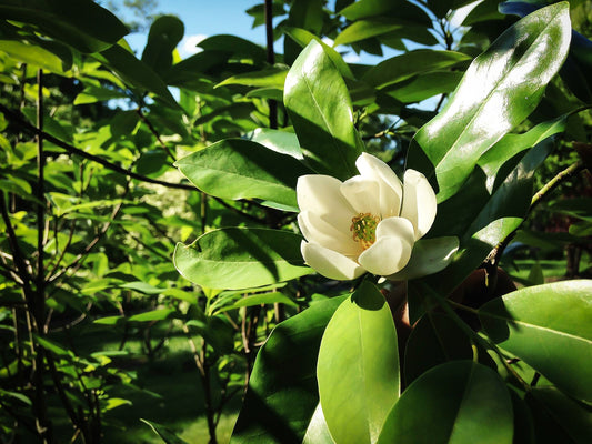 Magnolia' Ned's Northern Belle Sweetbay Magnolia