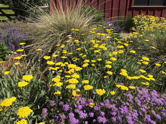 Achillea' Moonshine Yarrow