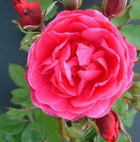 Rosa' Morden Ruby Rose