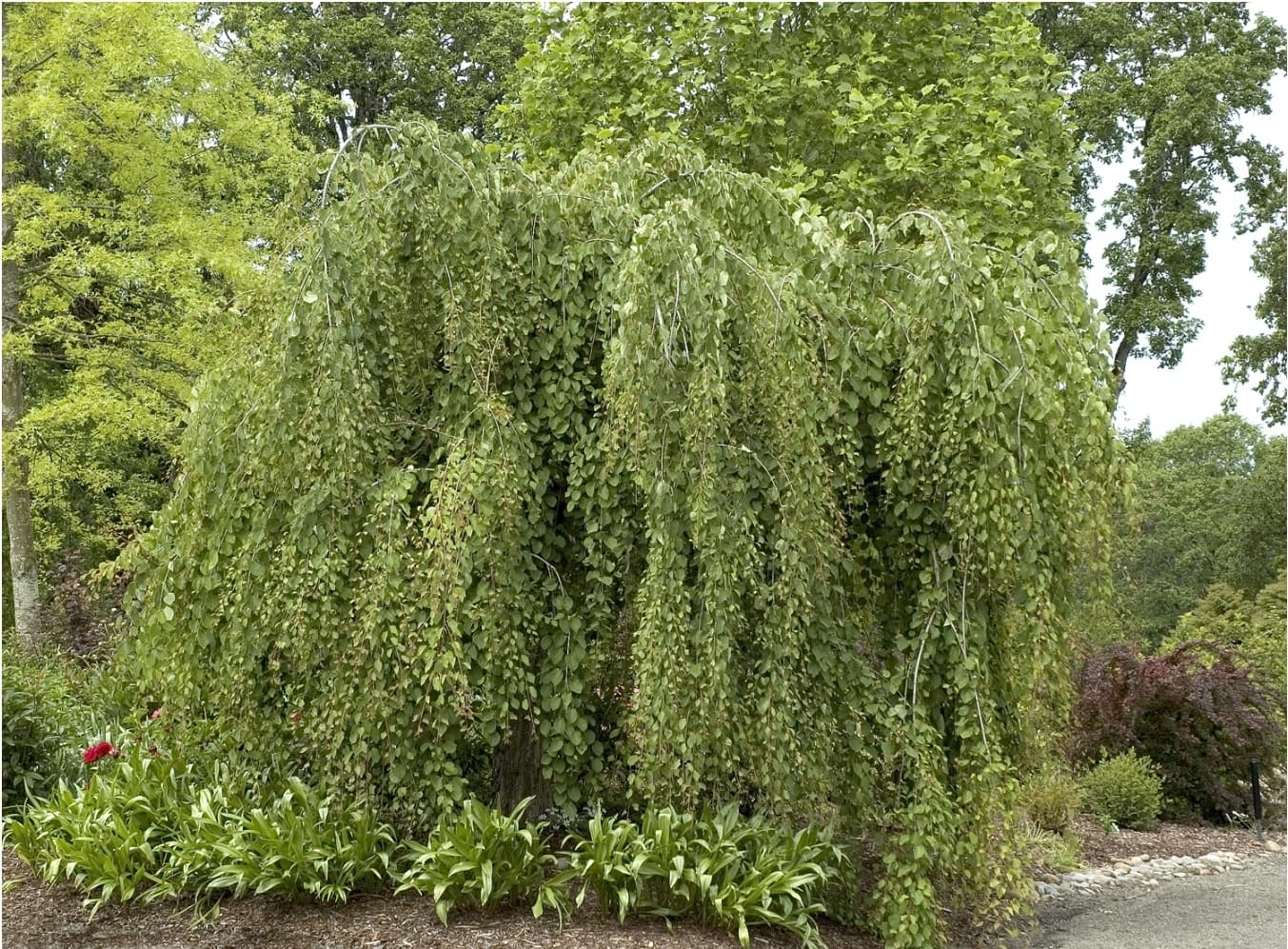 Cercidiphyllum' Morioka Weeping Katsura Tree