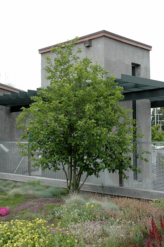 Alnus' Mountain Alder