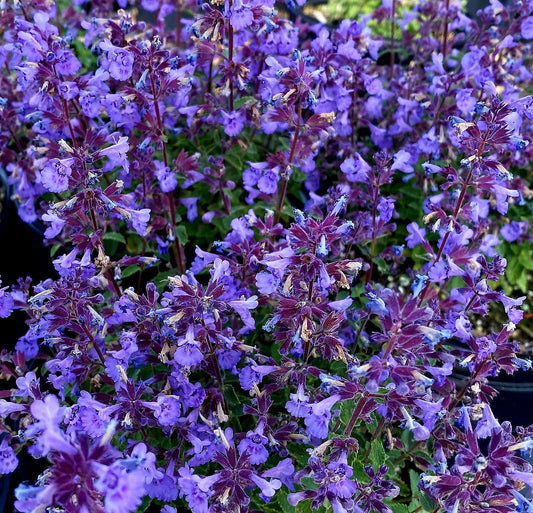 Nepeta' Kitten Around Catmint