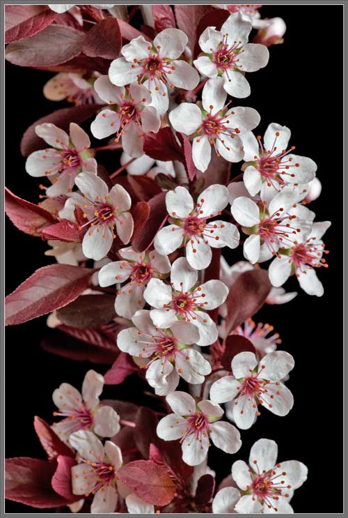 Prunus' Newport Ornamental Plum Tree