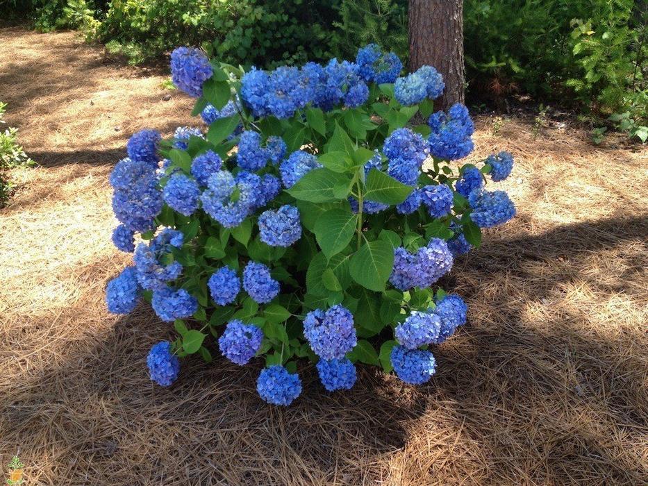 Hydrangea' Nikko Blue