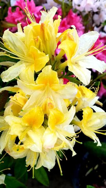 Rhododendron' Northern Hi-Lights Azalea