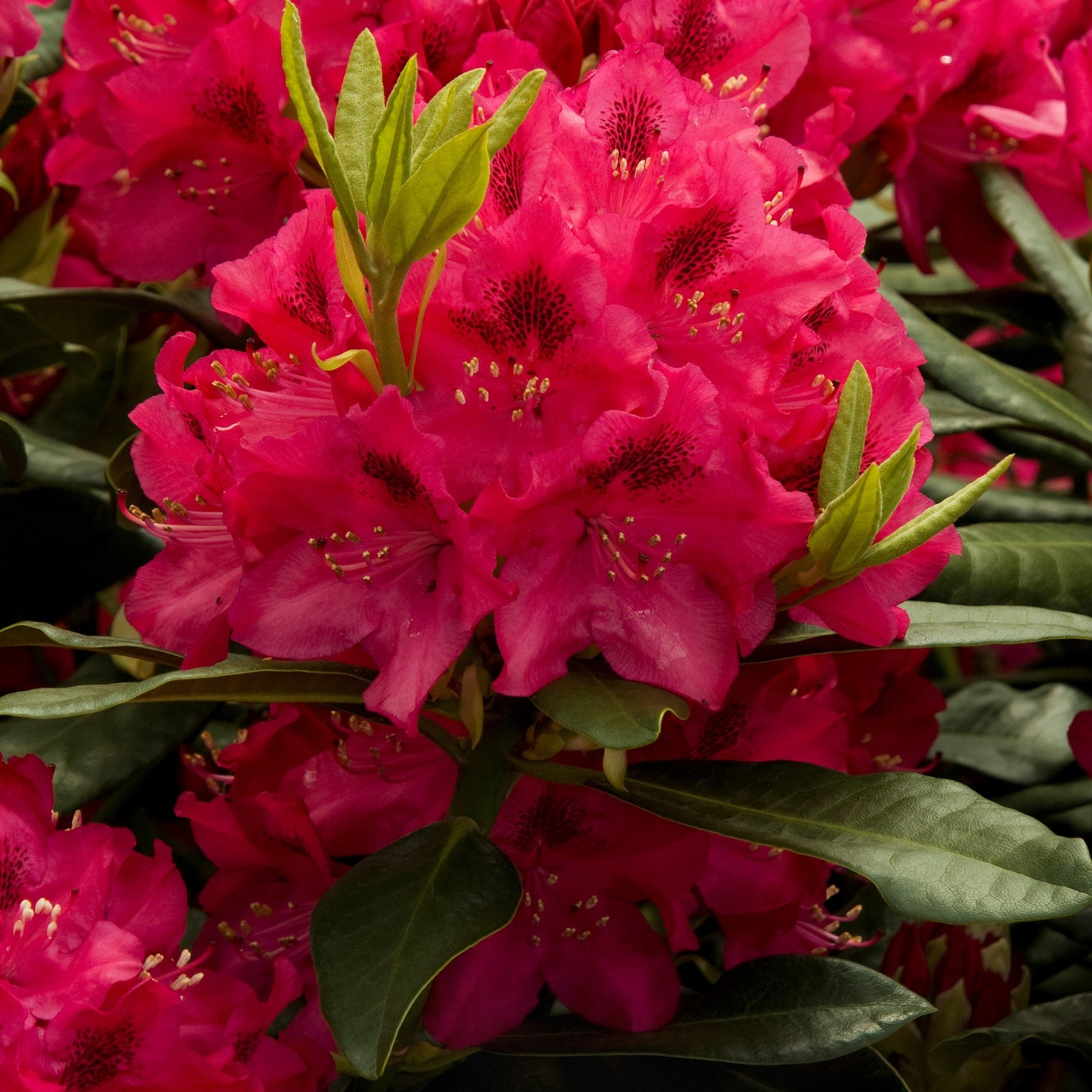 Rhododendron' Nova Zembla