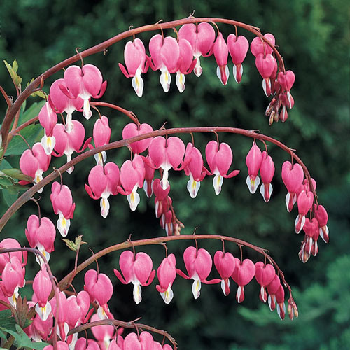 Dicentra' Old Fashioned Pink Bleeding Heart