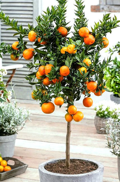 Citrus' Cara Cara Patio Orange Tree