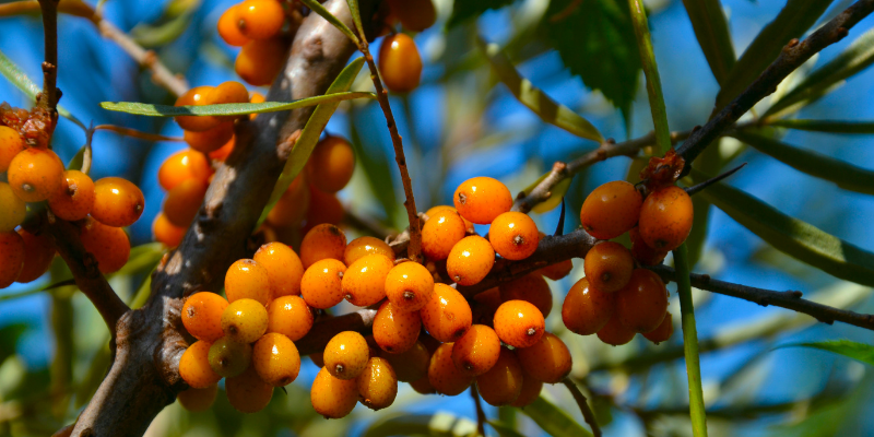 Hippophae' Orange Energy® Seaberry