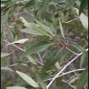 Populus' Narrowleaf Poplar Tree