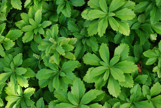 Pachysandra' Japanese Spurge