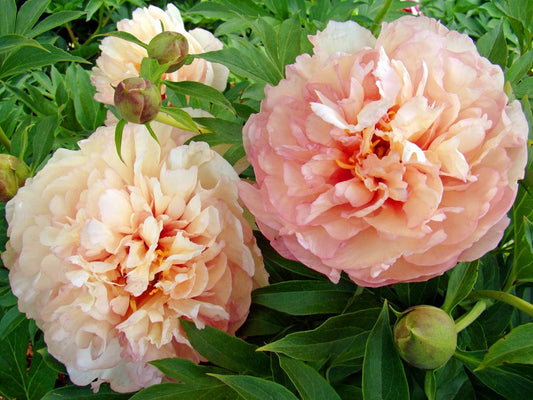 Paeonia' Scrumdiddlyumptious Specialty Itoh Peony