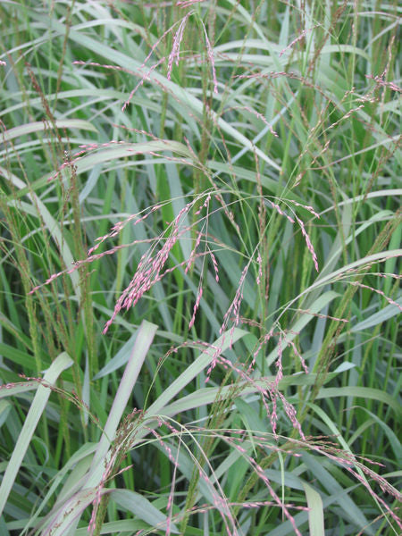 Panicum' Haense Herms Switch Grass