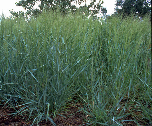 Panicum' Prairie Sky Switch Grass