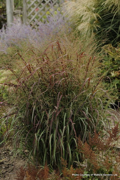 Panicum' Prairie Fire Switch Grass