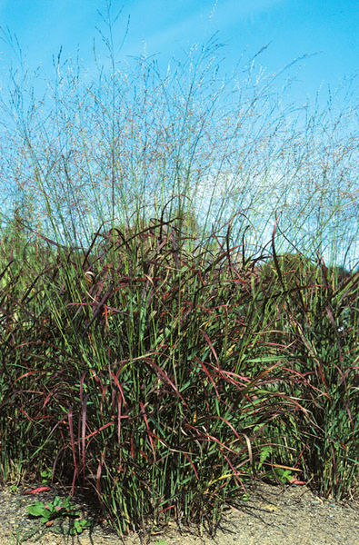 Panicum' Red Switch Grass