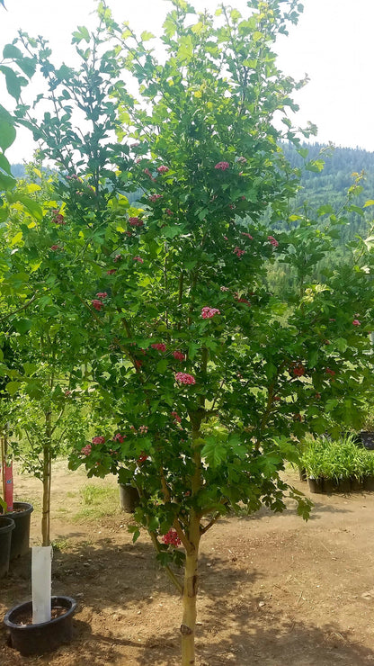 Crataegus' Paul's Scarlet Hawthorn Tree