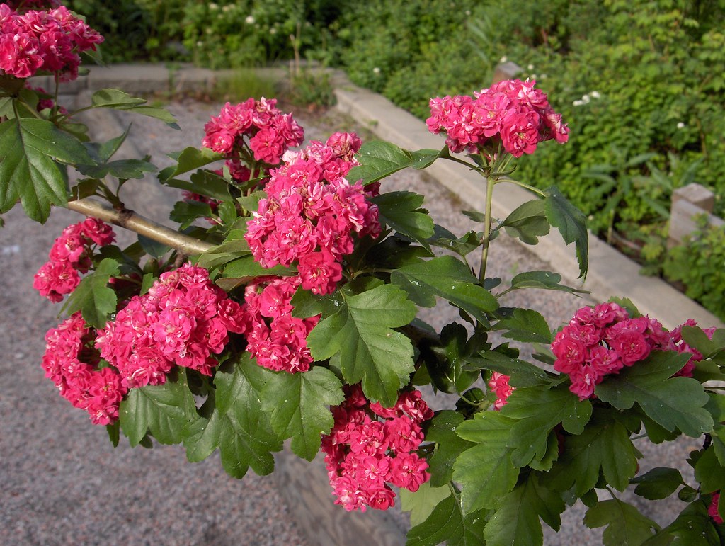 Crataegus' Paul's Scarlet Hawthorn Tree