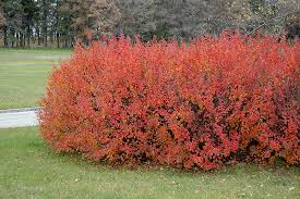 Cotoneaster' Peking Hedge/Cotoneaster