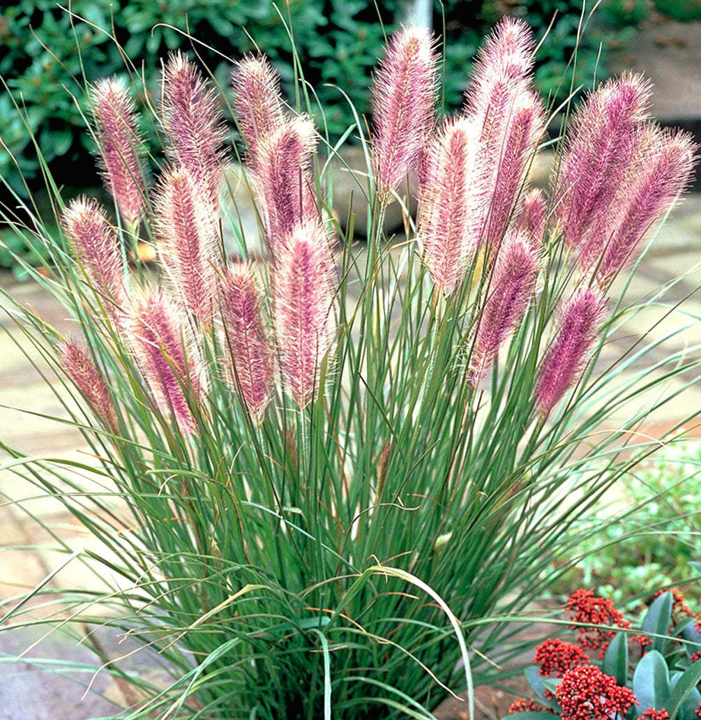 Pennisetum' Red Head Fountain Grass