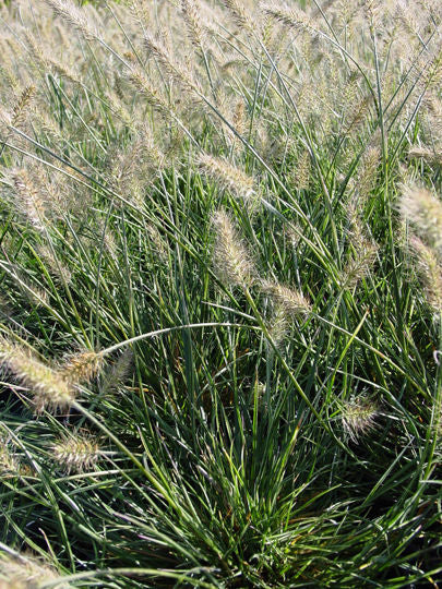 Pennisetum' Little Bunny Dwarf Fountain Grass