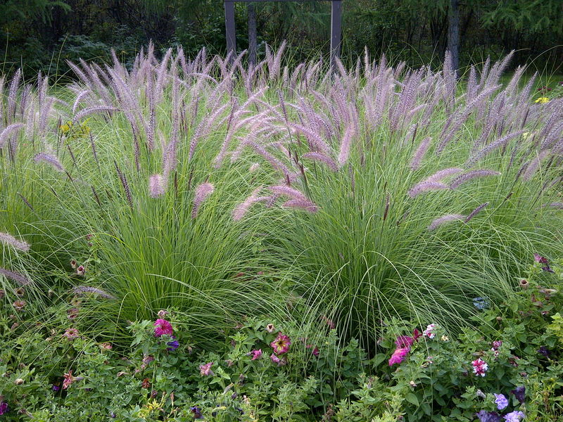 Pennisetum' Dwarf Hamelin Fountain Grass