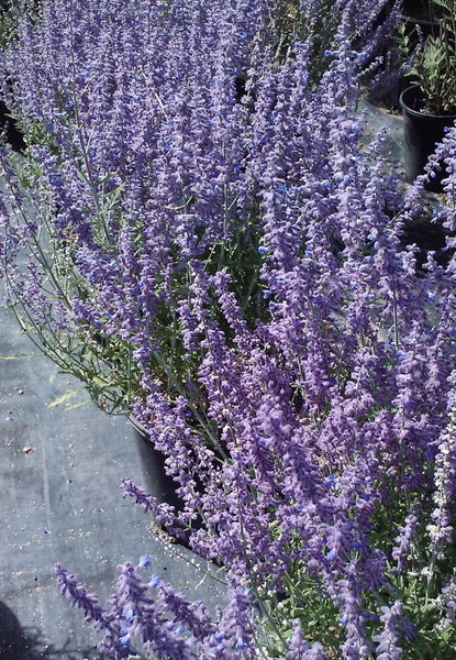 Perovskia' Lacey Blue Russian Sage