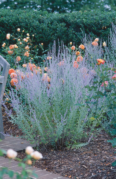 Perovski  'Little Spire Dwarf Russian Sage