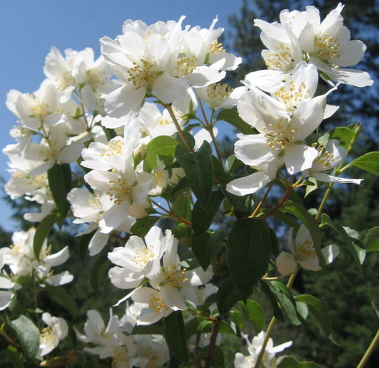 Philadelphus' Waterton's Mock Orange