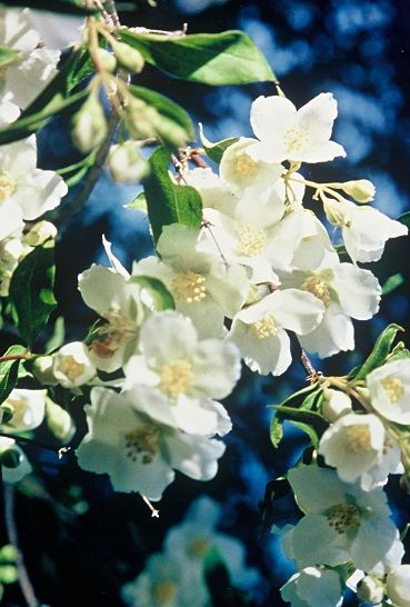 Philadelphus' Cheyenne Mock Orange