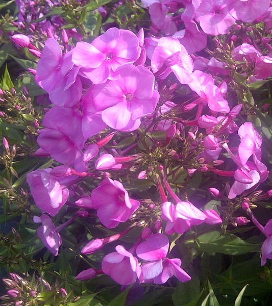 Phlox' Bubblegum Pink Phlox