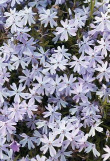 Phlox' Emerald Blue Creeping Moss Phlox