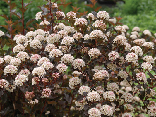 Physocarpus' Summer Wine Ninebark