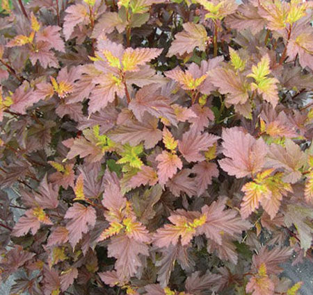 Physocarpus' Center Glow Ninebark